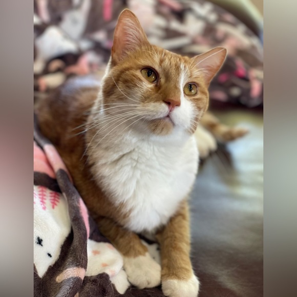 🖤LIVE SHOW LISTING🖤 Like To Be Notified!!! - Picture 4 of 16